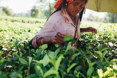 Haiti Farming