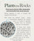 Natures Answer: Plant Based Calcium Magnesium, 120 Vc - RubertOrganics
